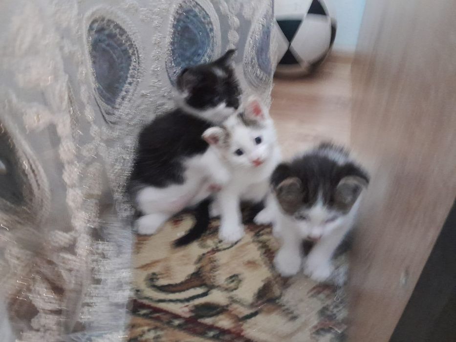 Отдам котят в хорошие руки