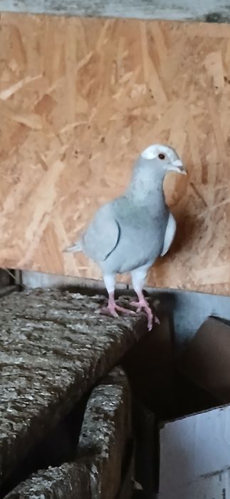 Vand porumbei voiajori