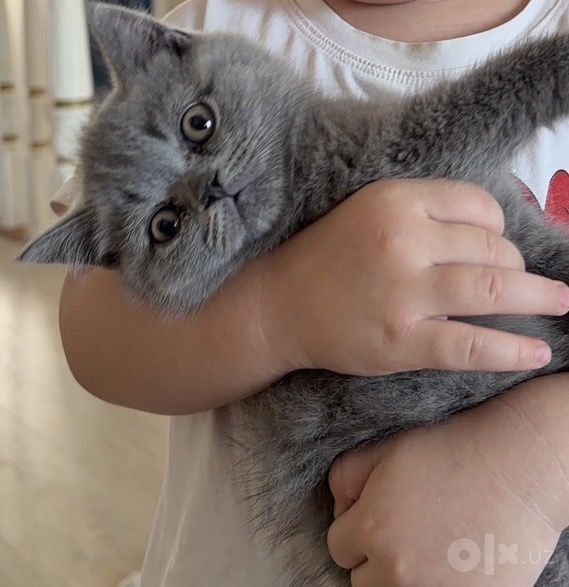 Продается котенок короткошерстный британец ,2 месяца,мальчик