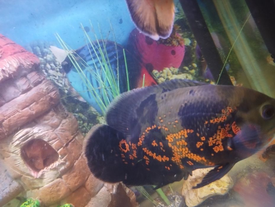Рыба Астронотус, . Здоровые рыбки