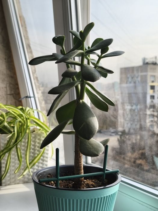 Денежное дерево продам