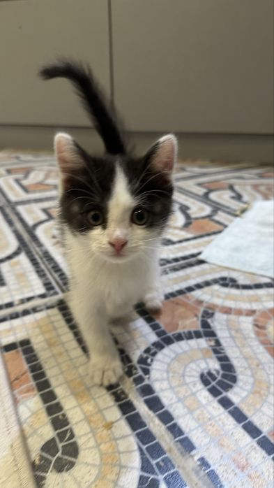 Бесплатно котенок