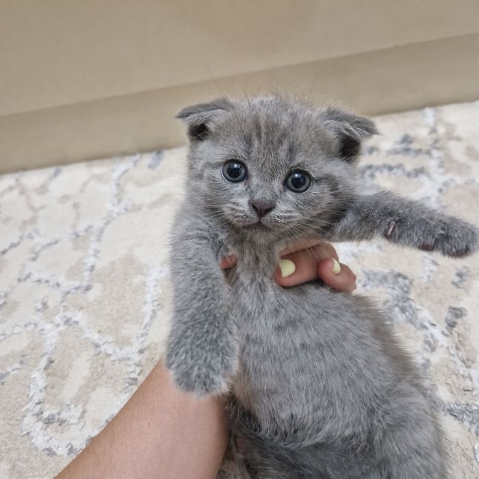 Toza kulrang Shotland Fold (Scottish Fold) mushukcha sotiladi