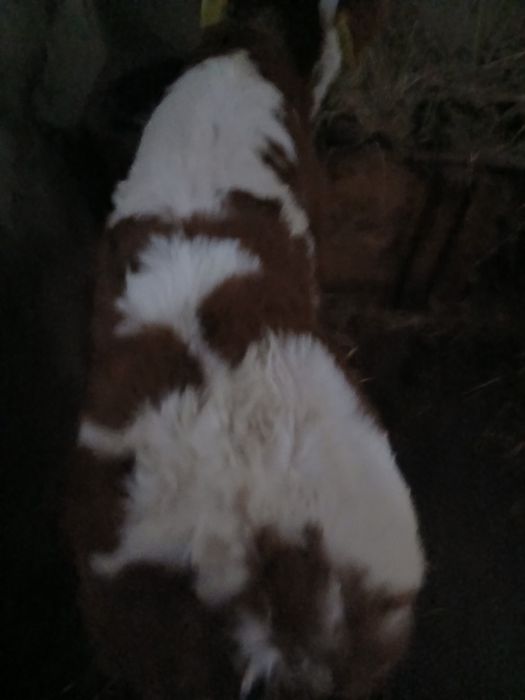 Vând doi tauri și o vițea bălțată