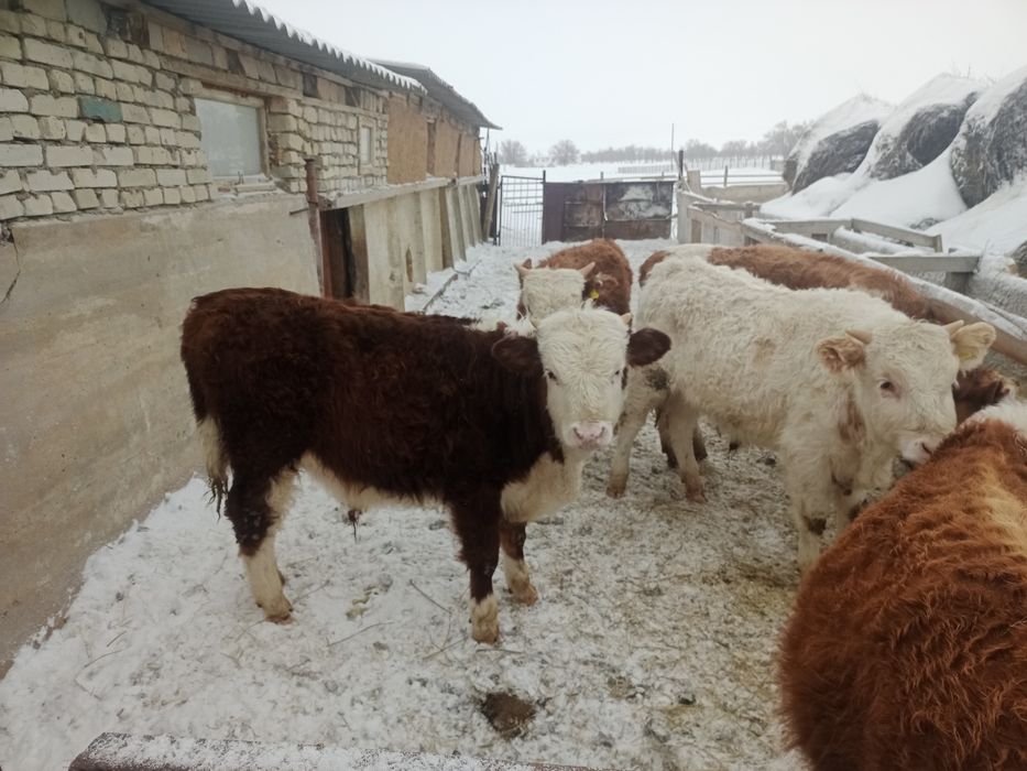 Бычки годдовалые 6 голов