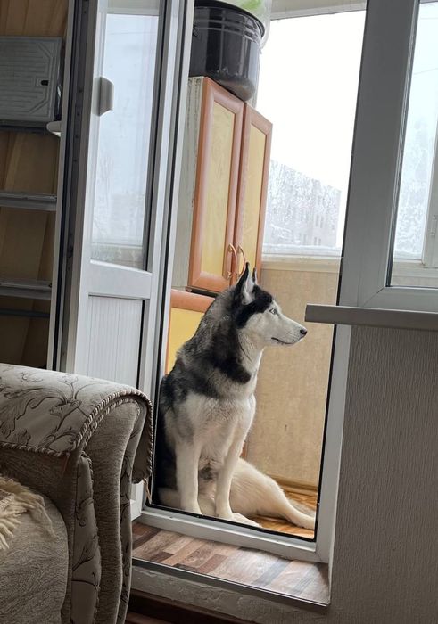 Отдадим Хаски в хорошие руки