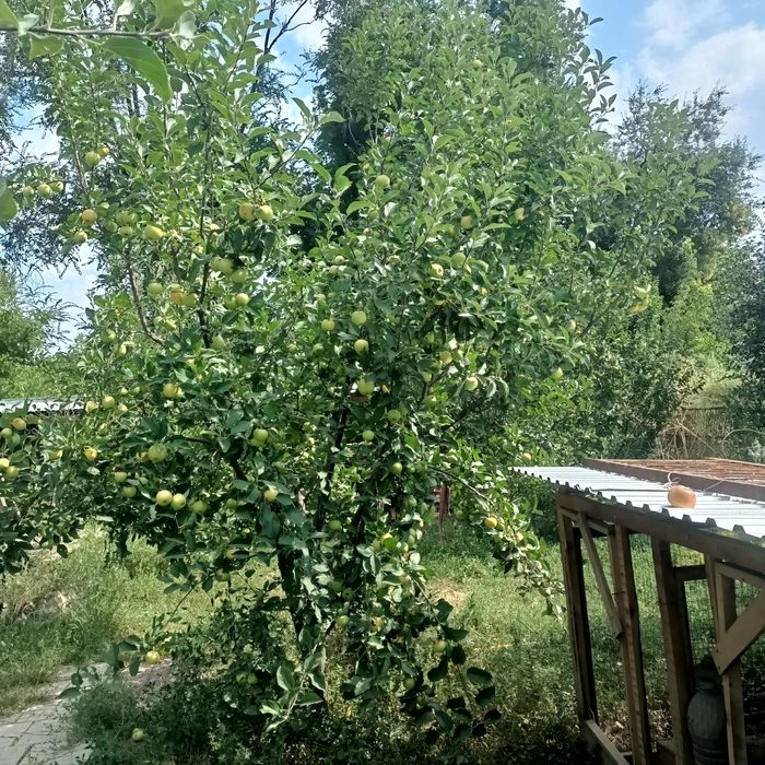 Алма ағаштары сатылады