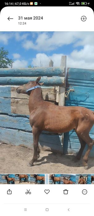 б Заголовок обьявлени