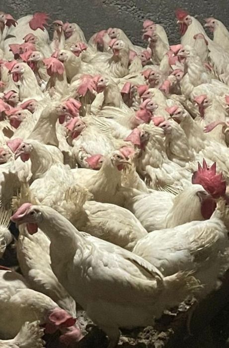 Продаётся поросят