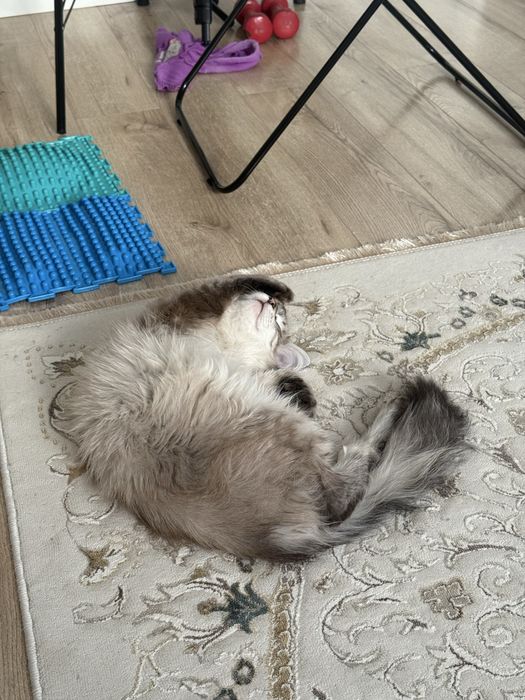 Отдам в хорошие руки кота!