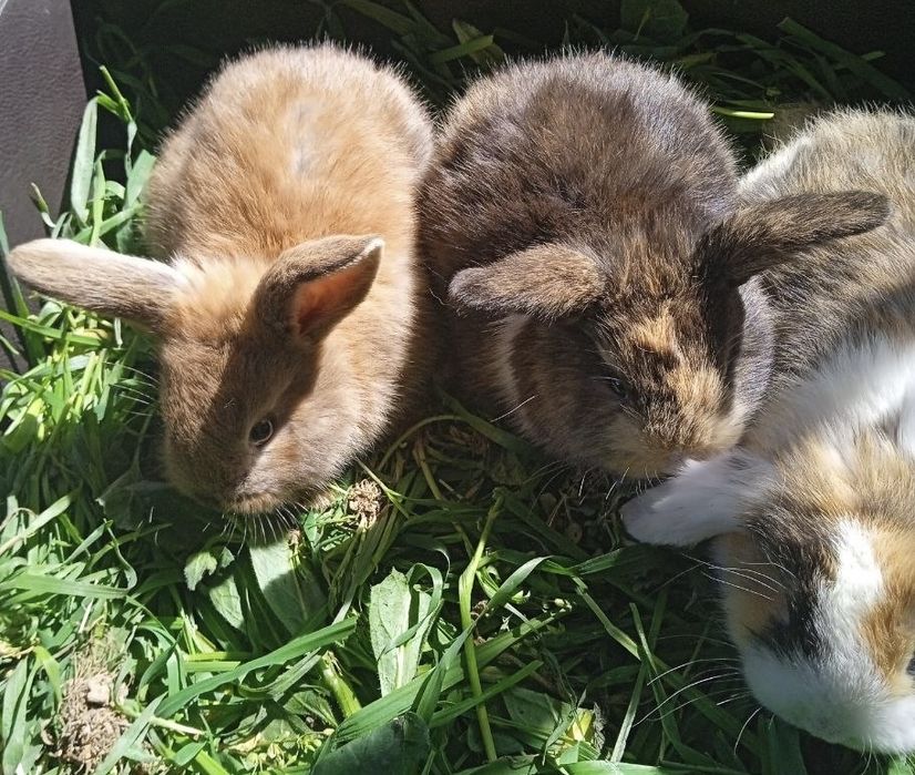 Декоративные висхоухие  кролики. Милые ручные готовы к продаже 6 шт