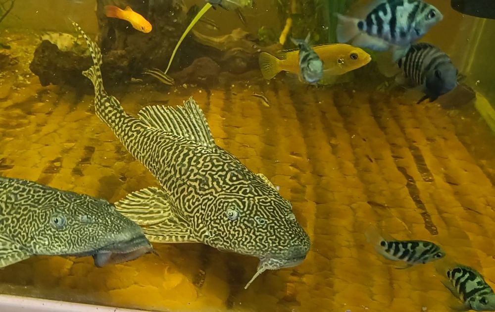 Плекостомусы сомы