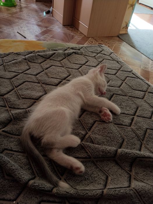 Отдам котёнка в добрые руки