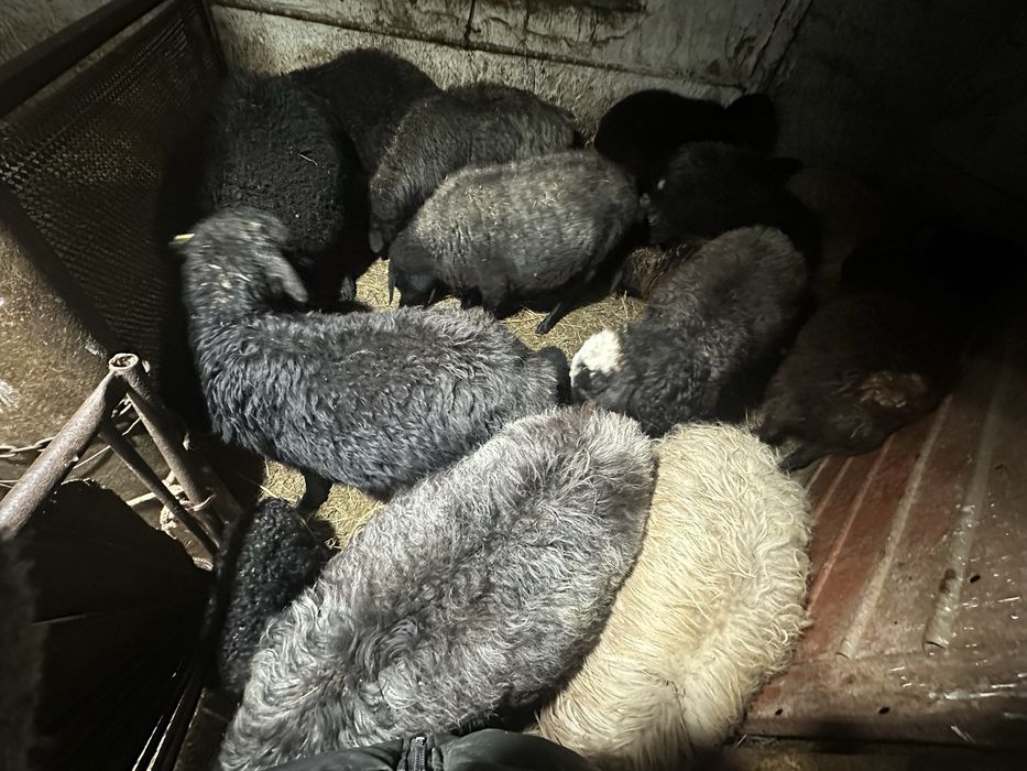 общий қой туған буаз сатылады