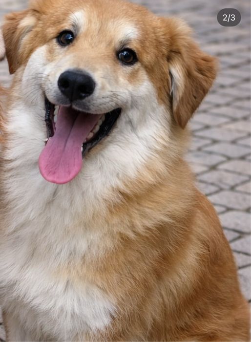 Щенок мальчик бесплатно