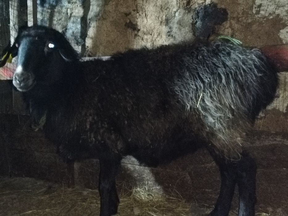 Бараны кой токты кошкар