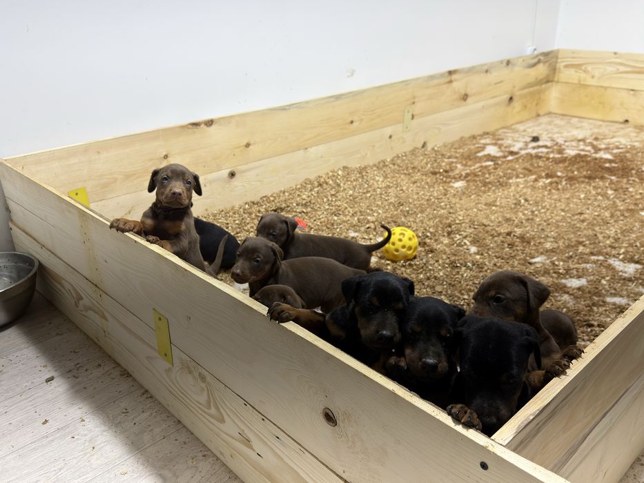 Щенки добермана коричневые и черные