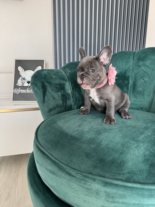 Bulldog francez Frenchie House