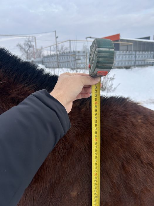 Байтал ұрғашы тай