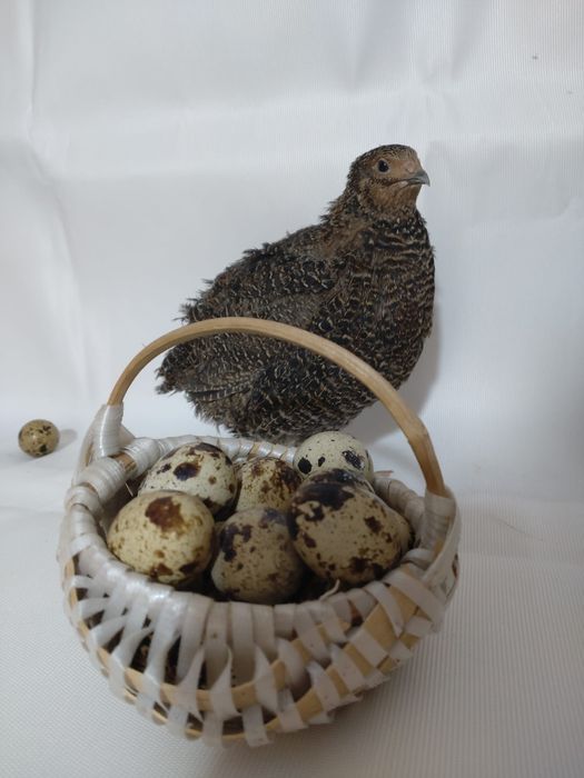 Ouă de Prepeliță proaspete pentru consum sau de incubat