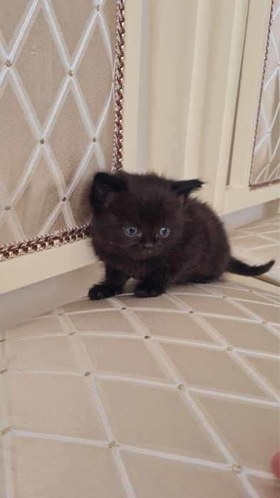 Продам котенка в хорошие руки