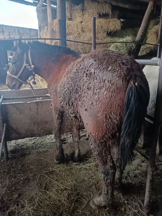 Семиз байлау кунан сатылады