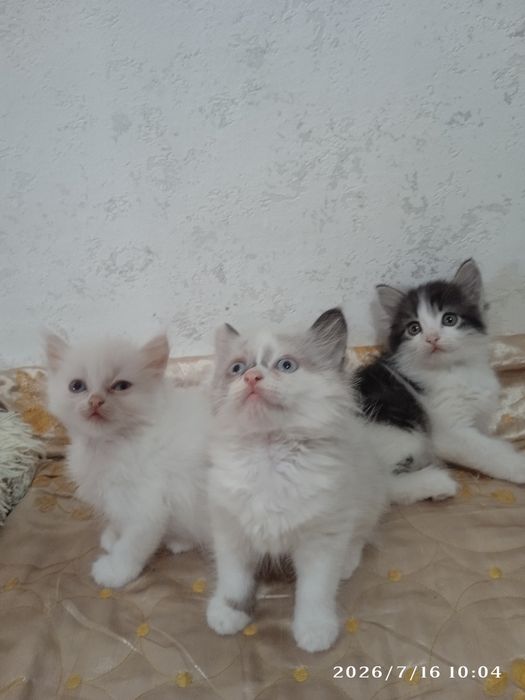 Отдаем красавчиков-котят, в добрые руки