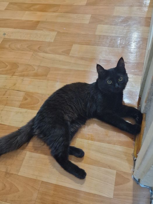 Отдам девочку 5 месяцев