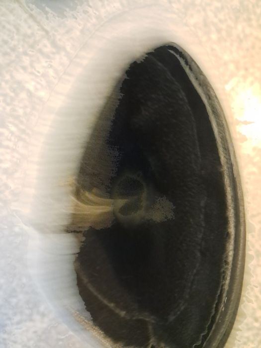 Кожени ботуши за момиче 35 номер