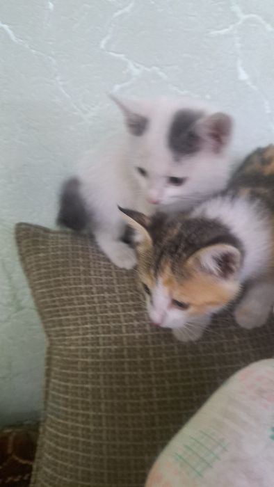 Отдам котят в добрые,любящие руки!