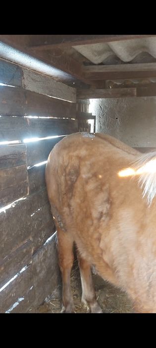 Продам Жеребчика с Откорма