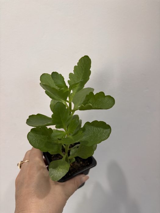 Продам комнатные цветы