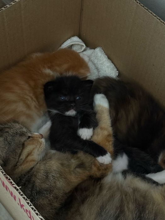 Отдам котят в добрые руки