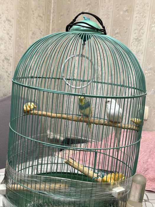 Ручные попугаи