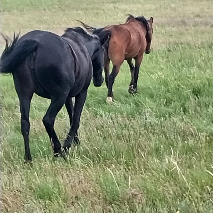 Торы байтал буаз сатылад рысак