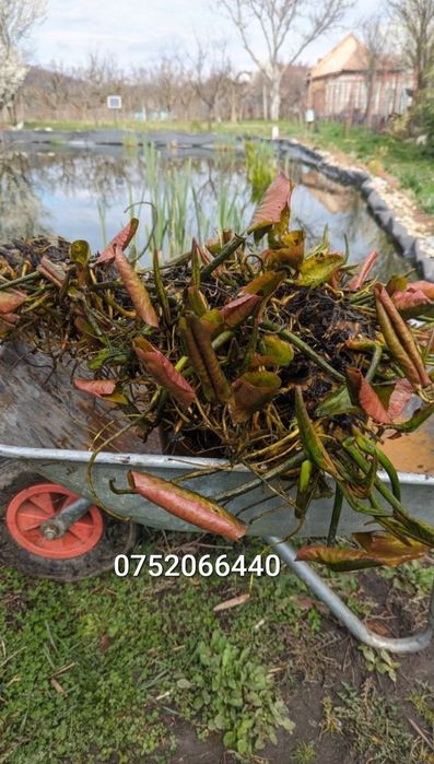 Vând nuferi roz și albi cu rizom radacini formate pentru iaz sau lac