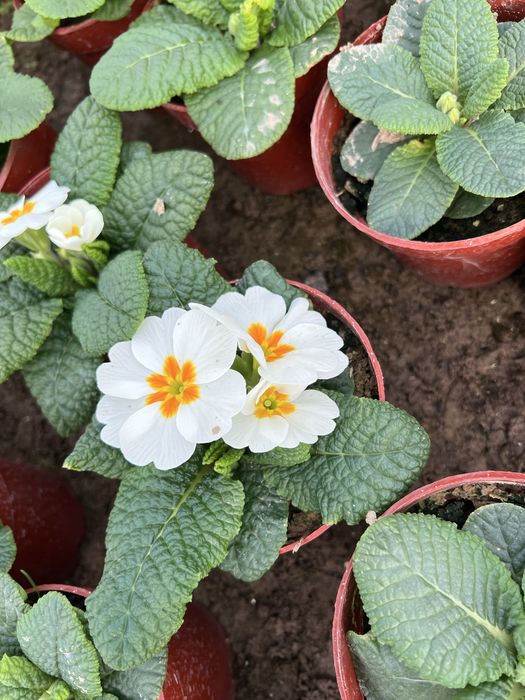 Примула primula mavsumiy gullar