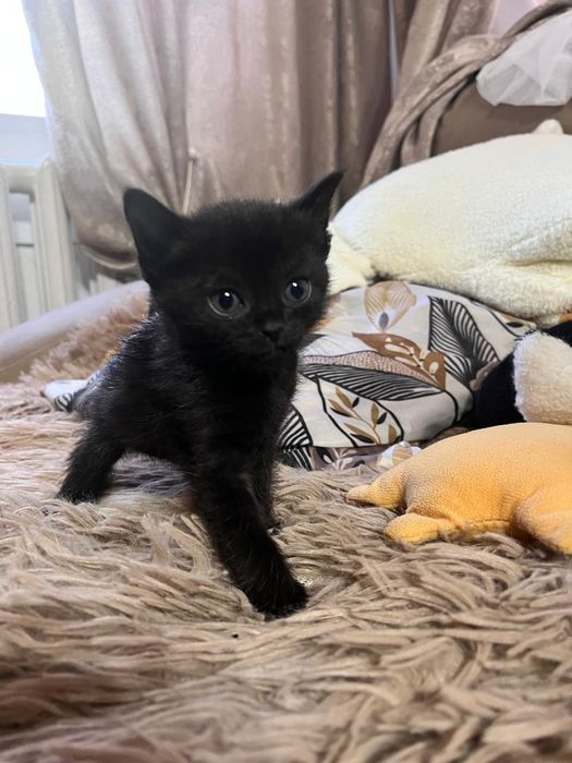 Отдам котят в хорошие руки