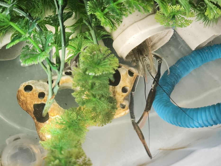 Продам аквариумы