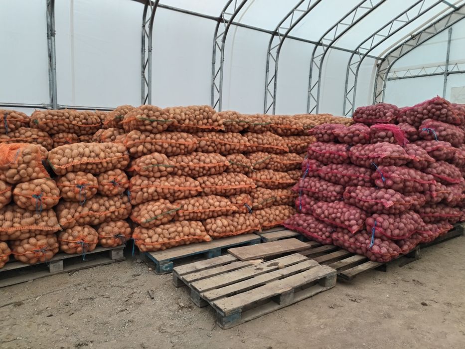 Cartofi Marabell 1, 1consum, sămânță Bellarosa 0.60 lei/kg