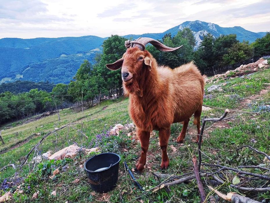Vindem țap - bun de montă - 4 ani - Anglo-Nubian x Alpină Franceză: genetică lapte