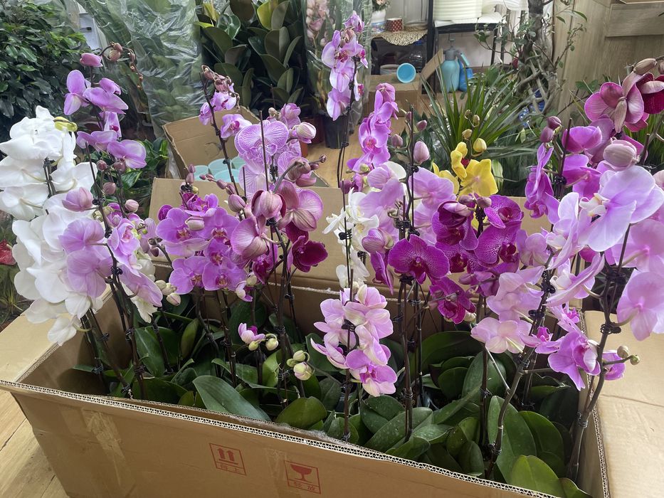 Орхидеи очень большой выбор