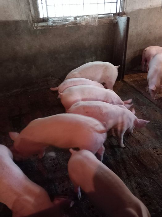 Продавам прасета .