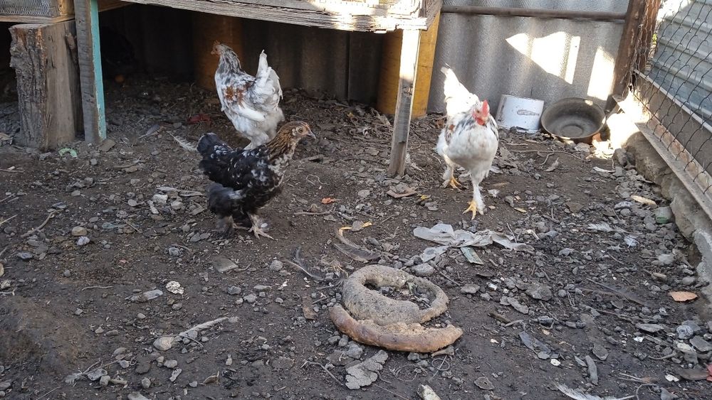 Продам карликовых петухов