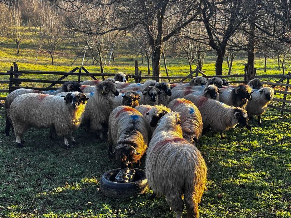 Vind oi bucalai tinere gestante