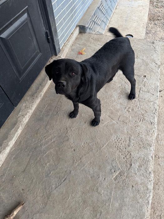 Ротвейлер лабрадор мальчик