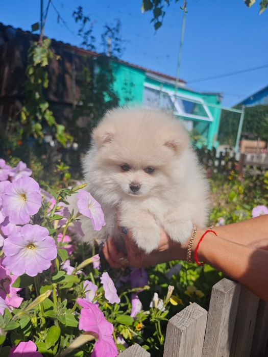 Продам щенка шпица.