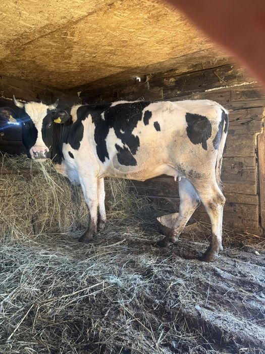 Продаются коровы