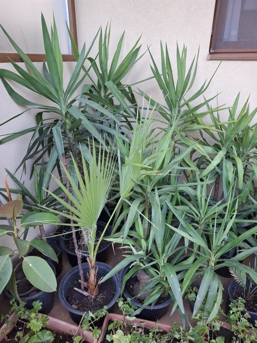 Vand yucca plante decorative interior