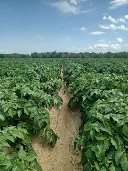 Cartofi de samanta din elita si din clasa A , certificati